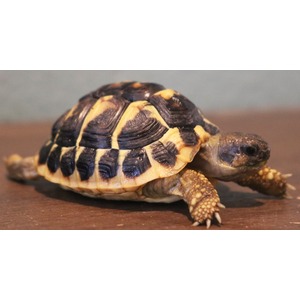 Tiny tortoise with a black-yellow patterned shell on a wooden surface, front legs visible.