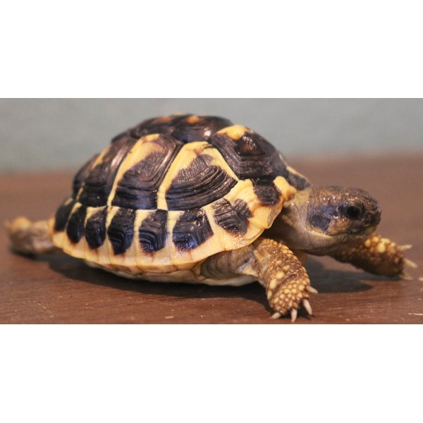 Tiny tortoise with a black-yellow patterned shell on a wooden surface, front legs visible.