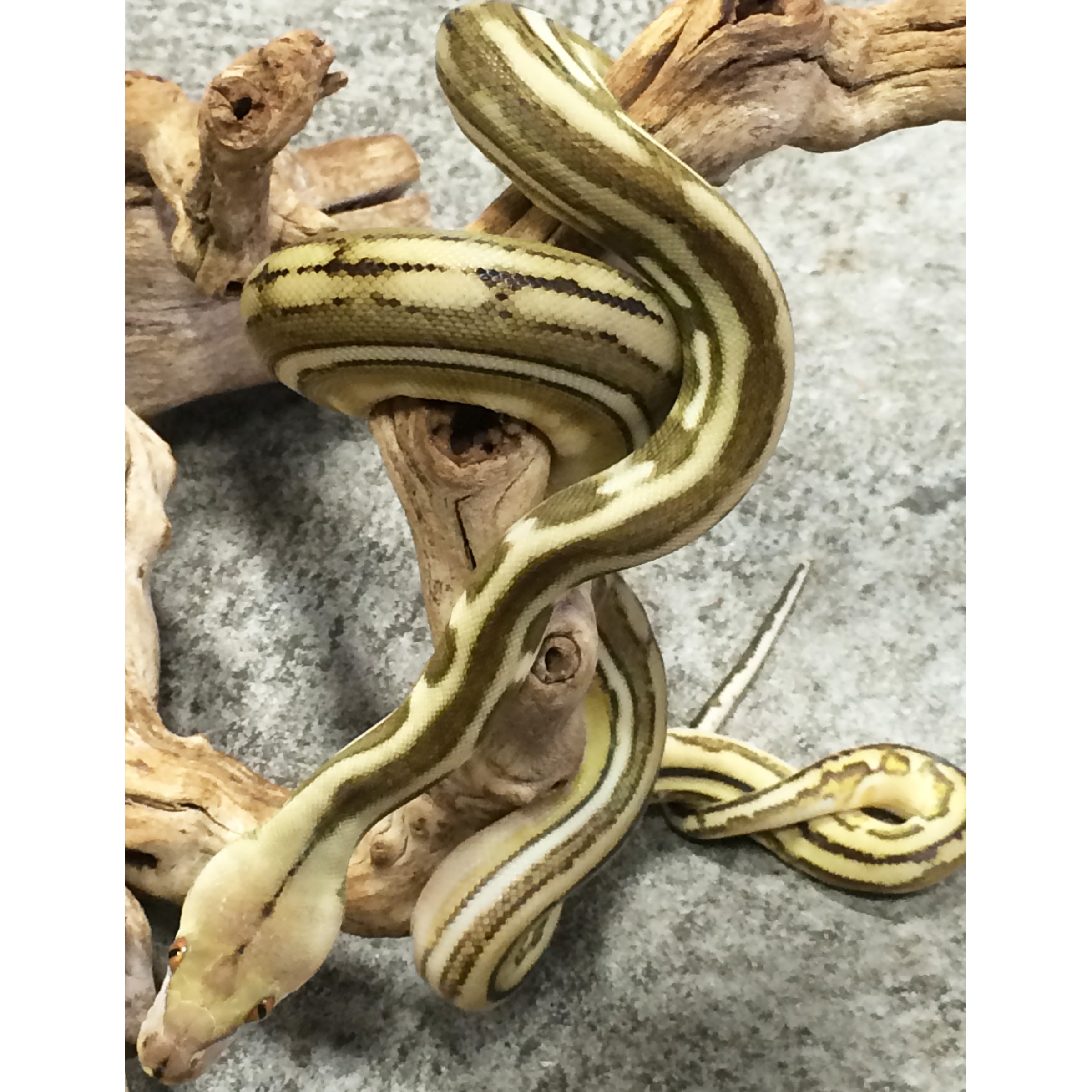Yellow-green striped snake coiled around a piece of driftwood on a gray surface.
