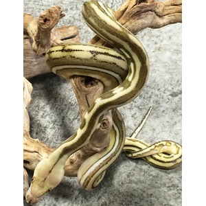 Yellow-green striped snake coiled around a piece of driftwood on a gray surface.