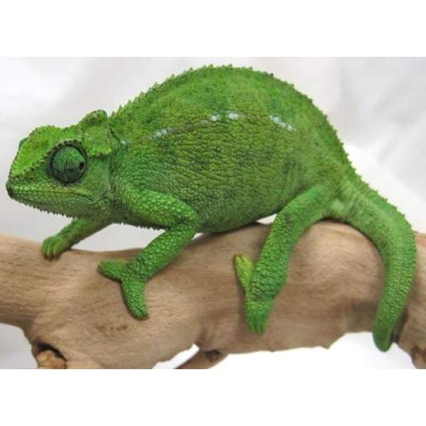 Bright green chameleon perched on a light brown branch, textured skin, curled tail visible.