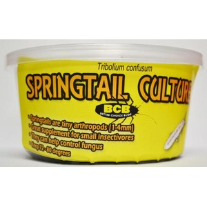 Yellow container labeled "Springtail Culture" with BCB logo, describing springtails for small insect studies.