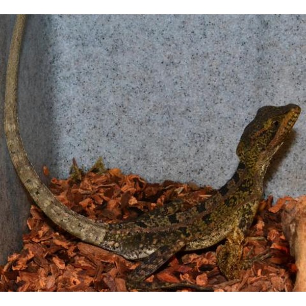 Camouflaged lizard with mottled brown-green skin on brown wood chips in a terrarium.