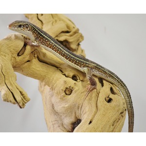 Brown lizard with a yellow dorsal stripe perched on a gnarled piece of driftwood.