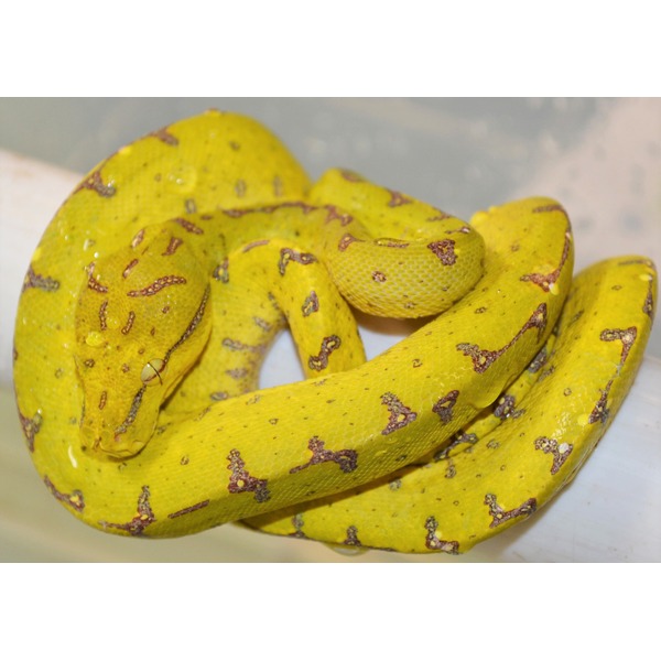 Small Sorong Green Tree Pythons For Sale | LLLReptile