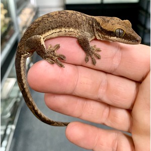 Small brown gecko with textured skin rests on a person’s fingers.