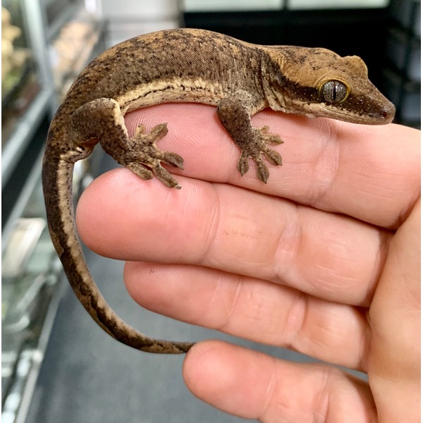 Small brown gecko with textured skin rests on a person’s fingers.