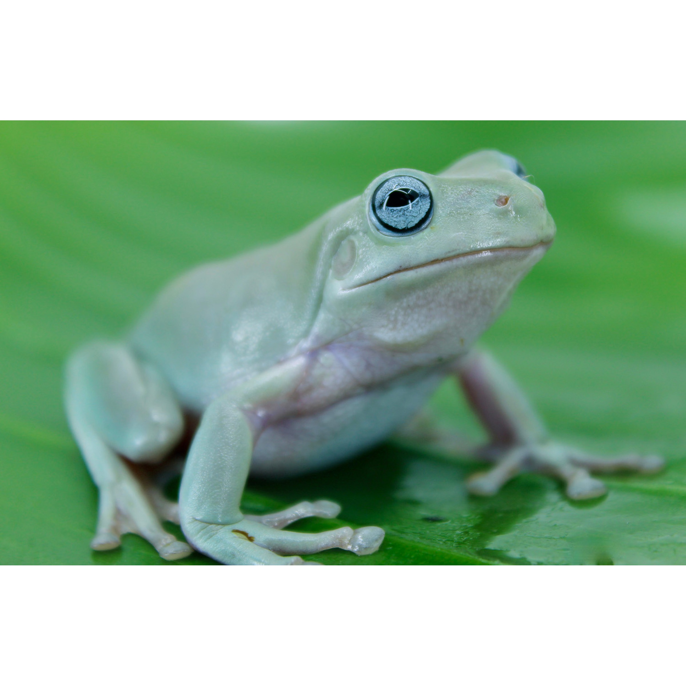 Close-up of a pale green frog with a large blue eye, perched on a green leaf.