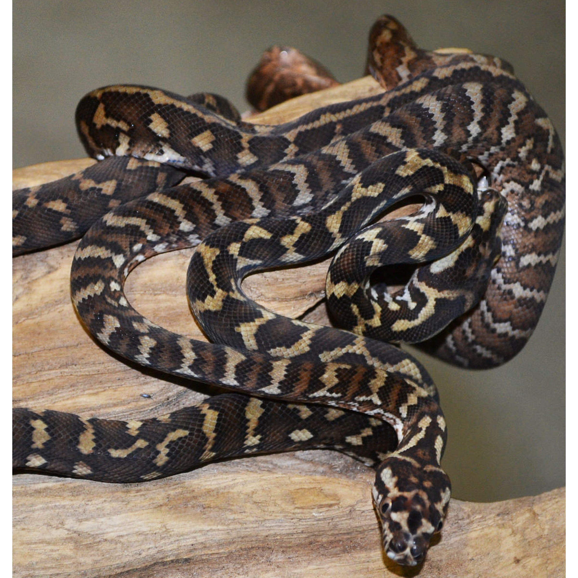 Snake with brown and tan zigzag pattern coiled around a wooden branch.
