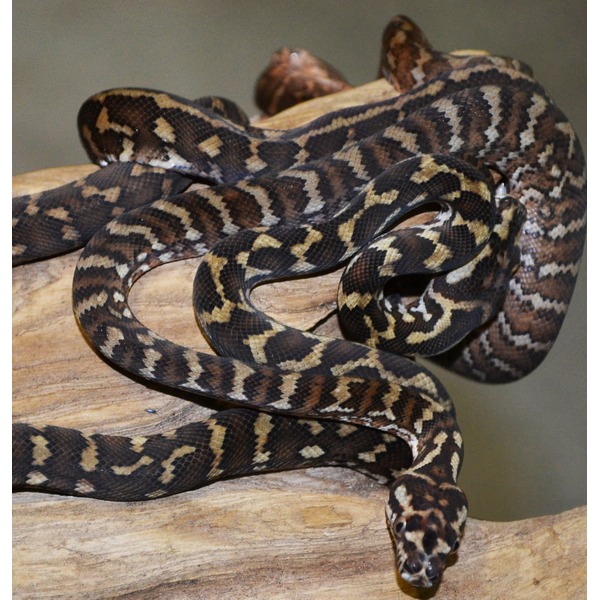 Snake with brown and tan zigzag pattern coiled around a wooden branch.