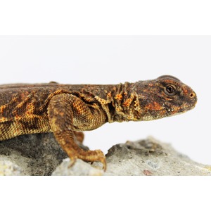 Close-up of a textured lizard with orange, black, and brown scales resting on gray rock.