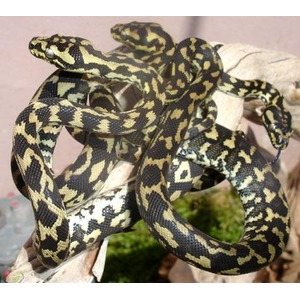 Two patterned snakes with yellow and black markings tangled on a wooden branch.