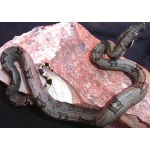 Snake with dark blotchy pattern coiled on a pink rock