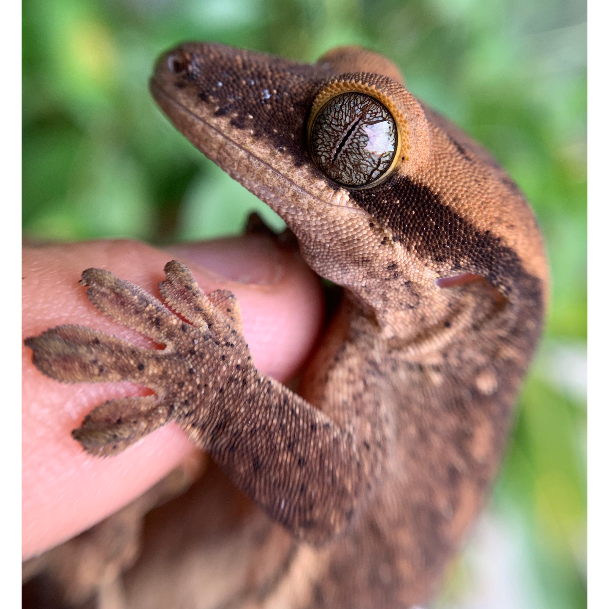 Close-up of a brown gecko gripping a finger, its textured skin and large patterned eye prominent.