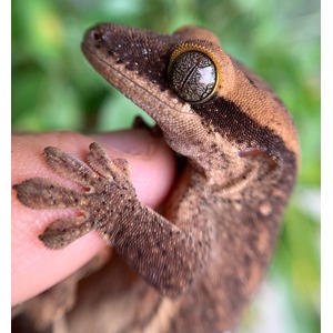 Close-up of a brown gecko gripping a finger, its textured skin and large patterned eye prominent.