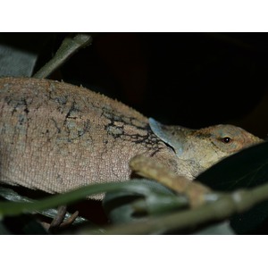 Close-up of a lizard with rough mosaic brown-gray scales and a blue throat resting among leaves.