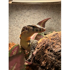 Monitor lizard perched on a log inside a terrarium, among leaves and bark.