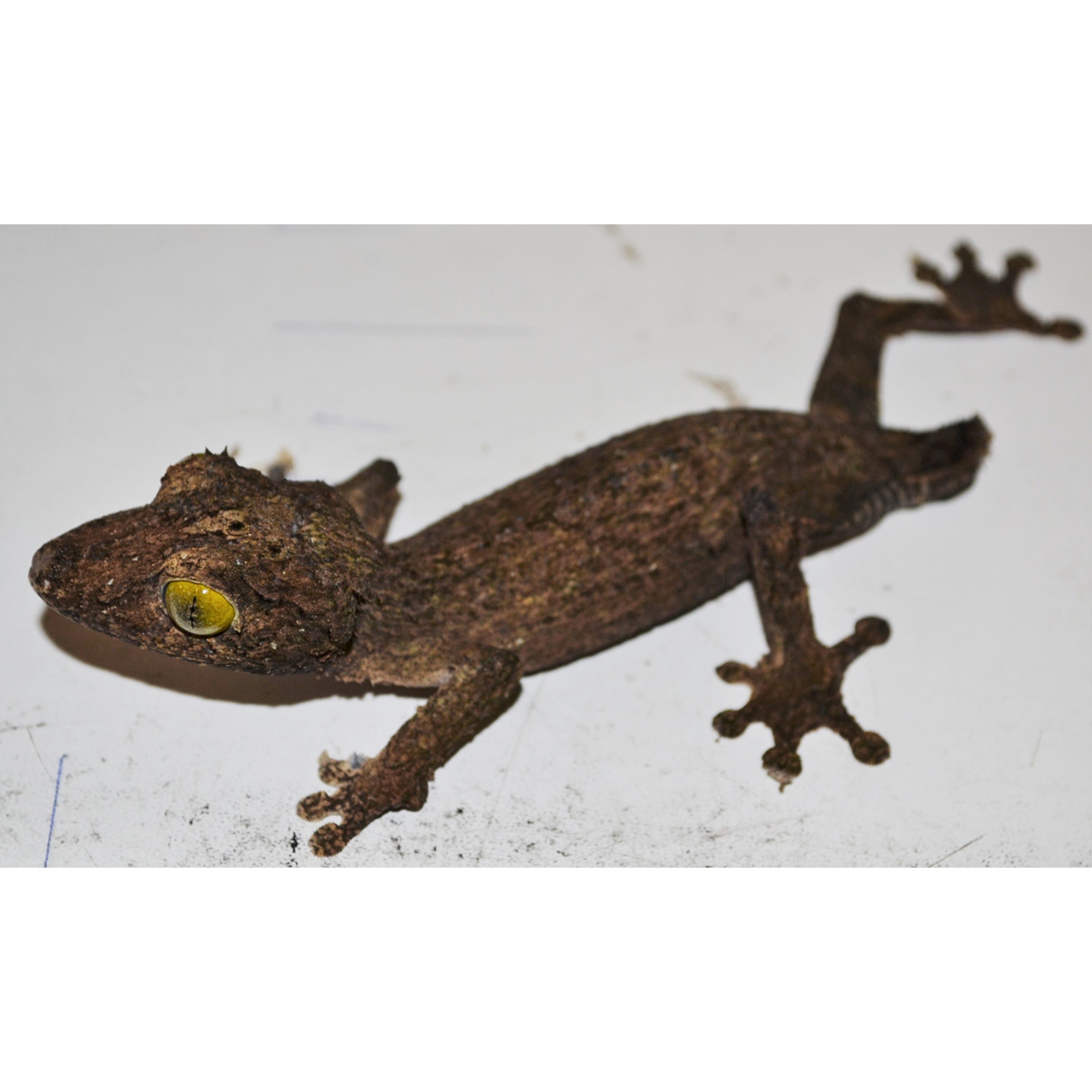 Brown mossy gecko with yellow eye on white surface, textured skin and splayed toes.