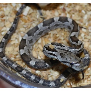 Gray and black patterned snake coiled in a clear bowl on wood shavings, tongue flicking.