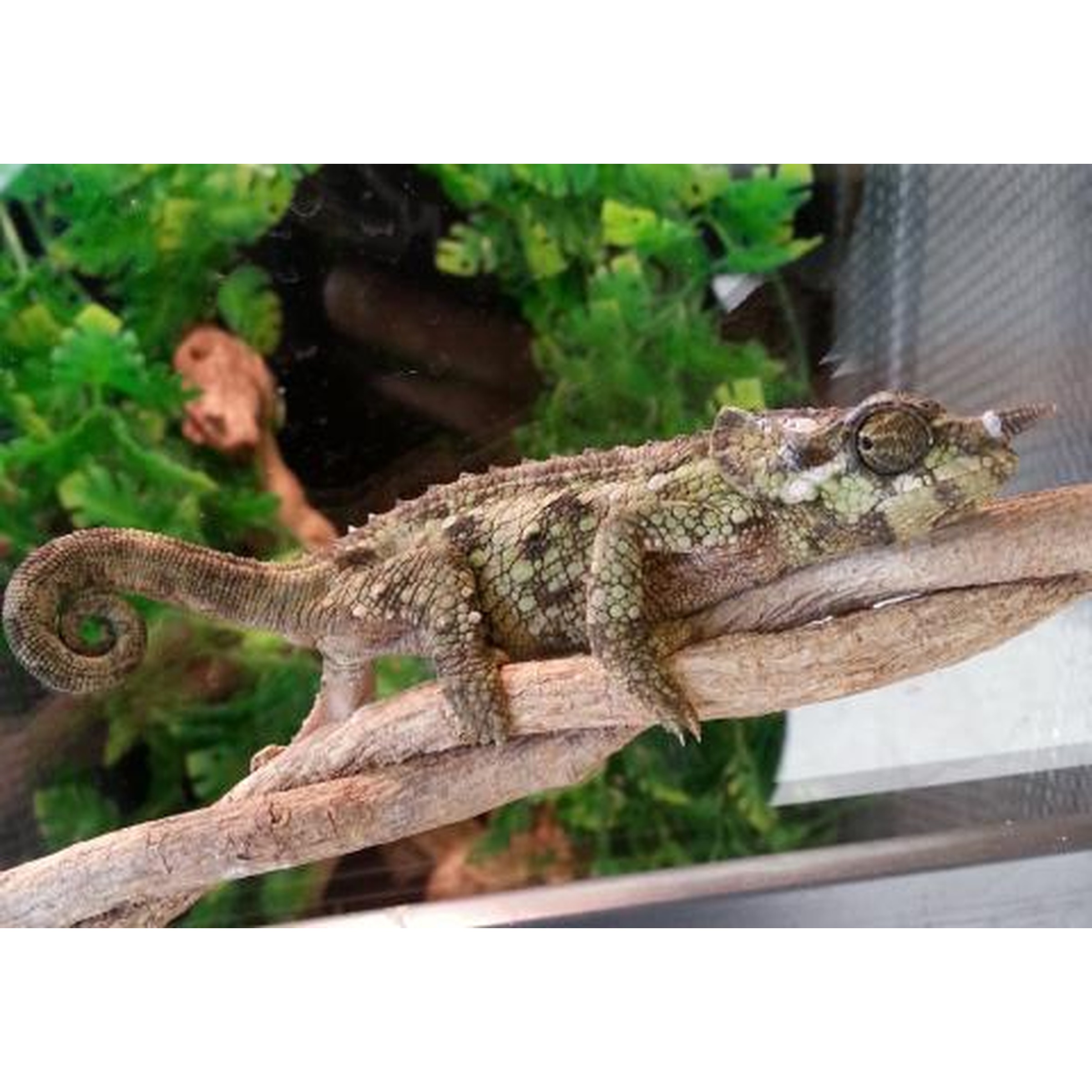 Green chameleon perched on a dry branch with leafy background.