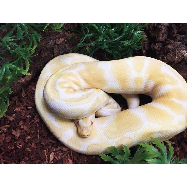 Pale yellow and white ball python coiled on brown mulch with green plants.