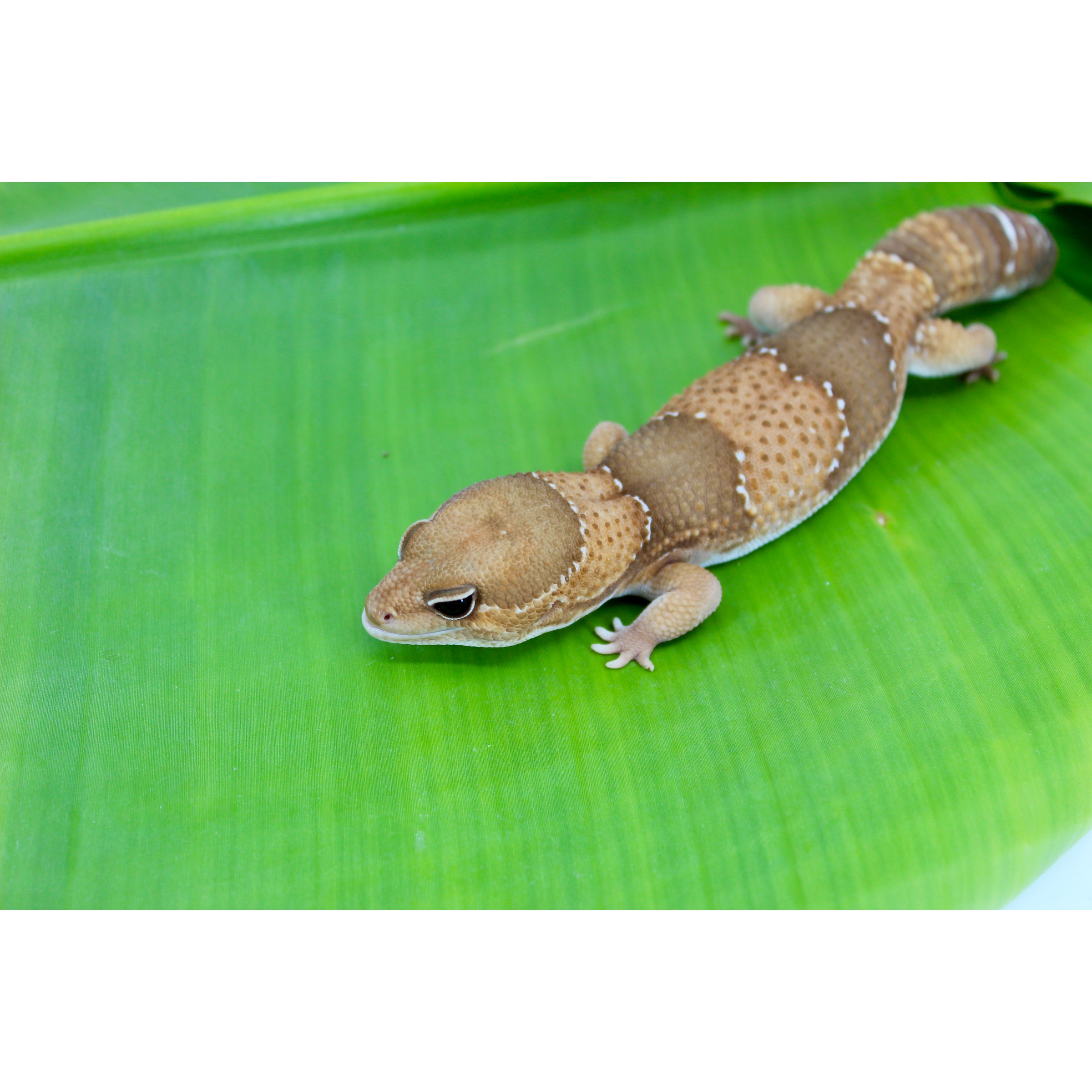 Brown gecko with beige bands and white edges crawling on a bright green leaf.