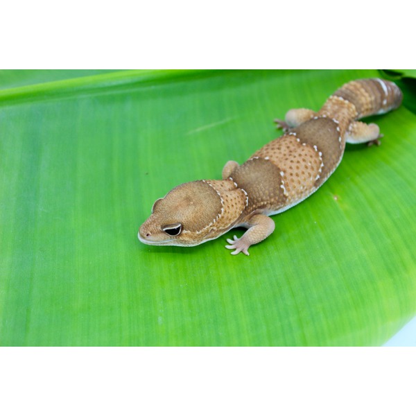Brown gecko with beige bands and white edges crawling on a bright green leaf.