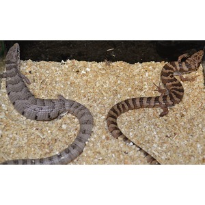 Two banded snakes in a wood shavings enclosure, one gray with dark bands and the other brown with alternating lighter and darker bands.
