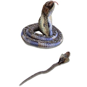 Coiled cobra with its hood raised, and a long patterned snake extending nearby.