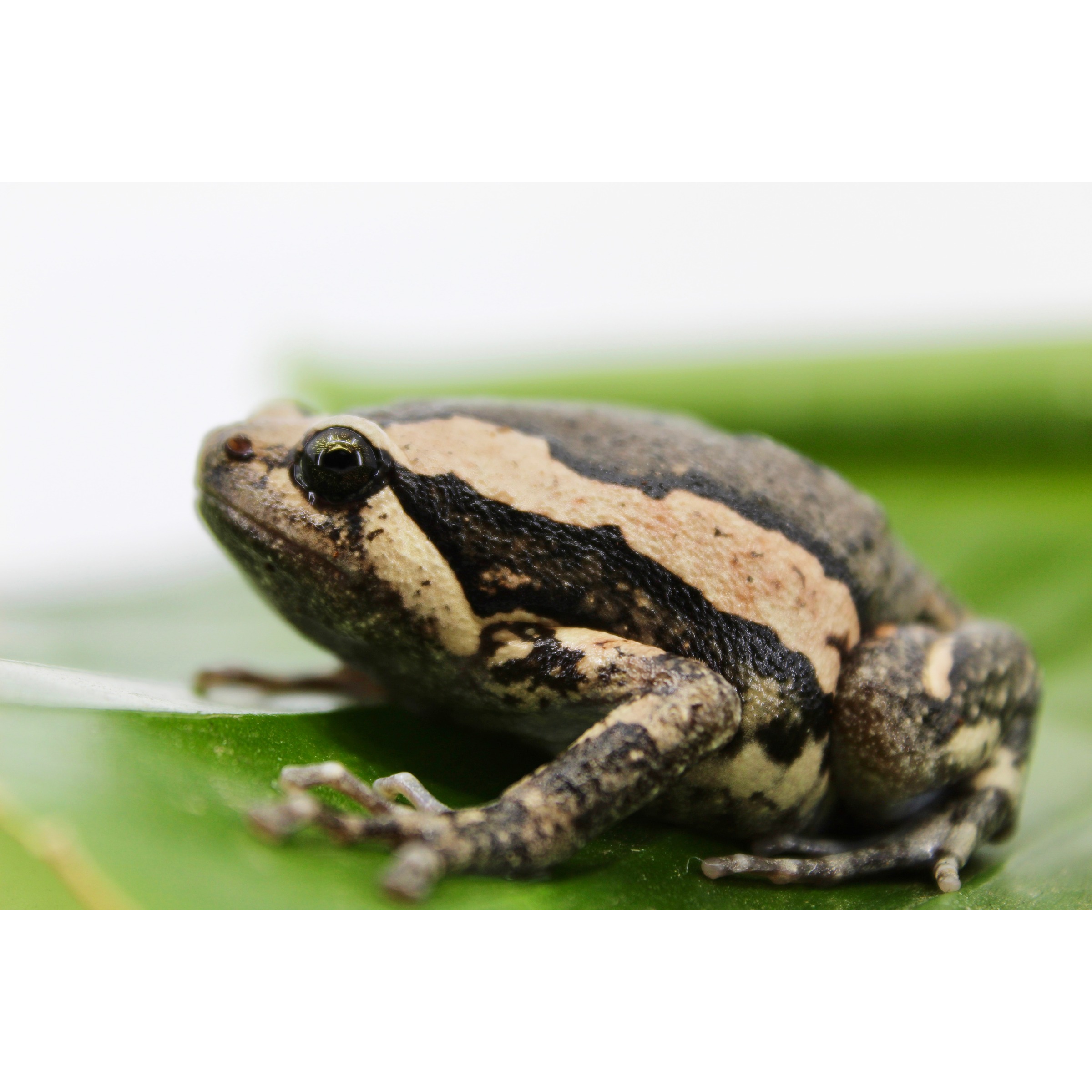 Close-up of a mottled brown and black frog perched on a green leaf, with a glossy eye visible.