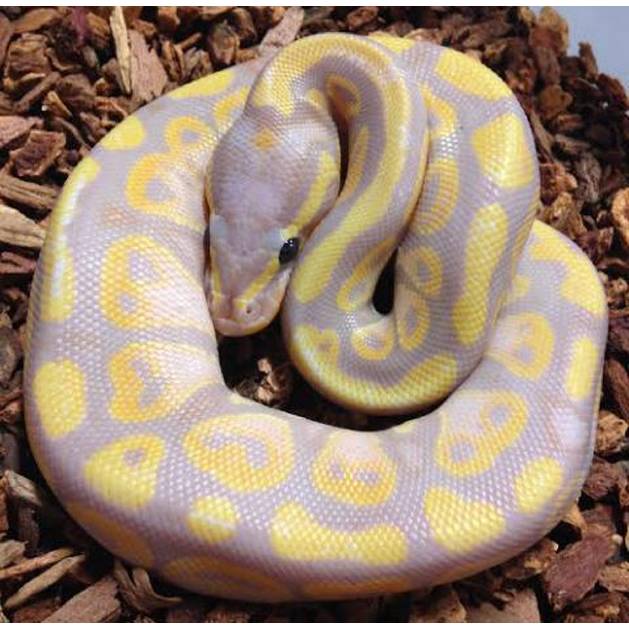 Coiled lavender snake with yellow rings resting on brown mulch.