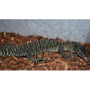 Speckled black lizard with yellow spots lying on brown bark mulch.