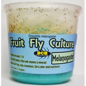 Plastic jar labeled Fruit Fly Culture with blue label and teal bottom, housing Drosophila melanogaster.