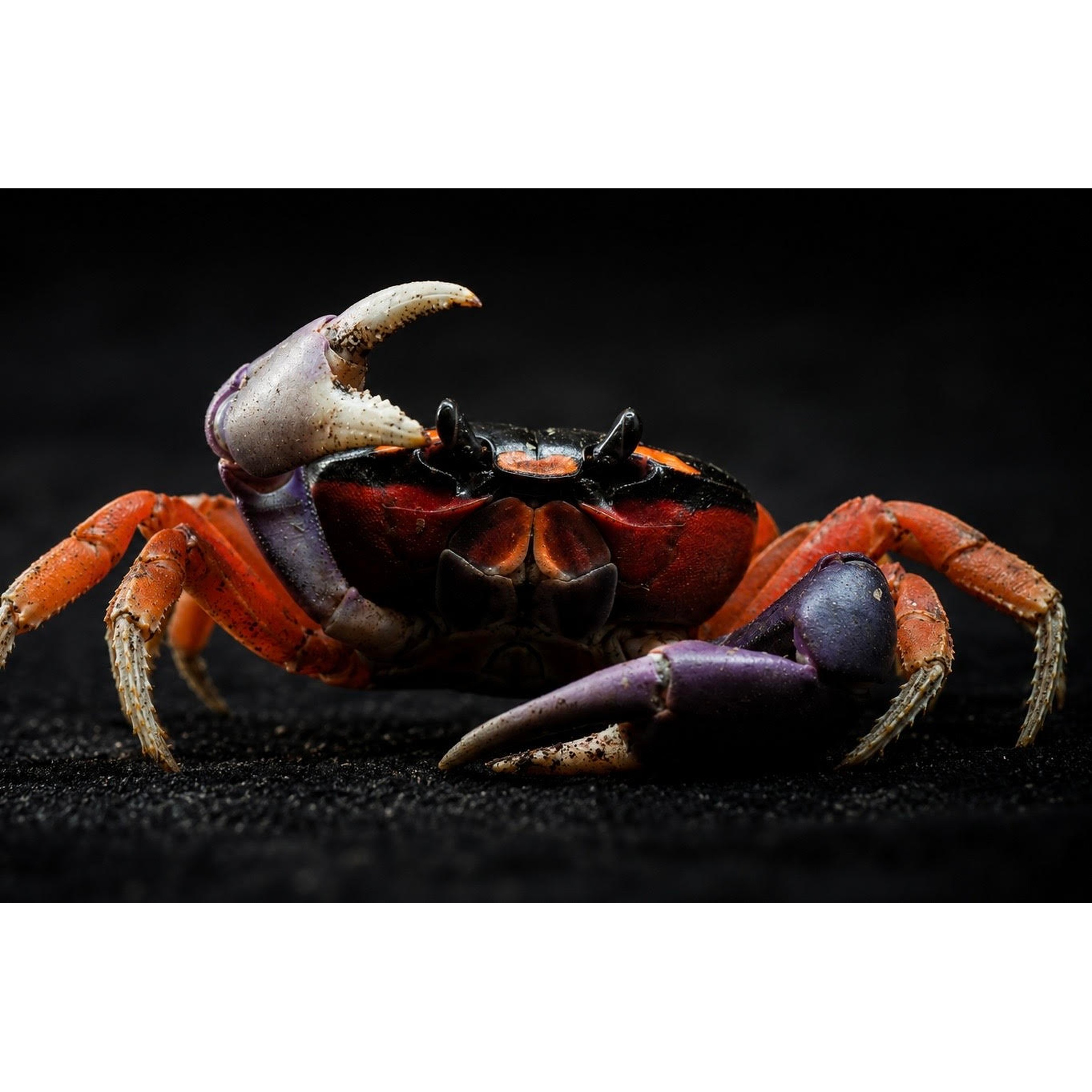 Red and black crab with orange legs and raised purple claws against a dark background