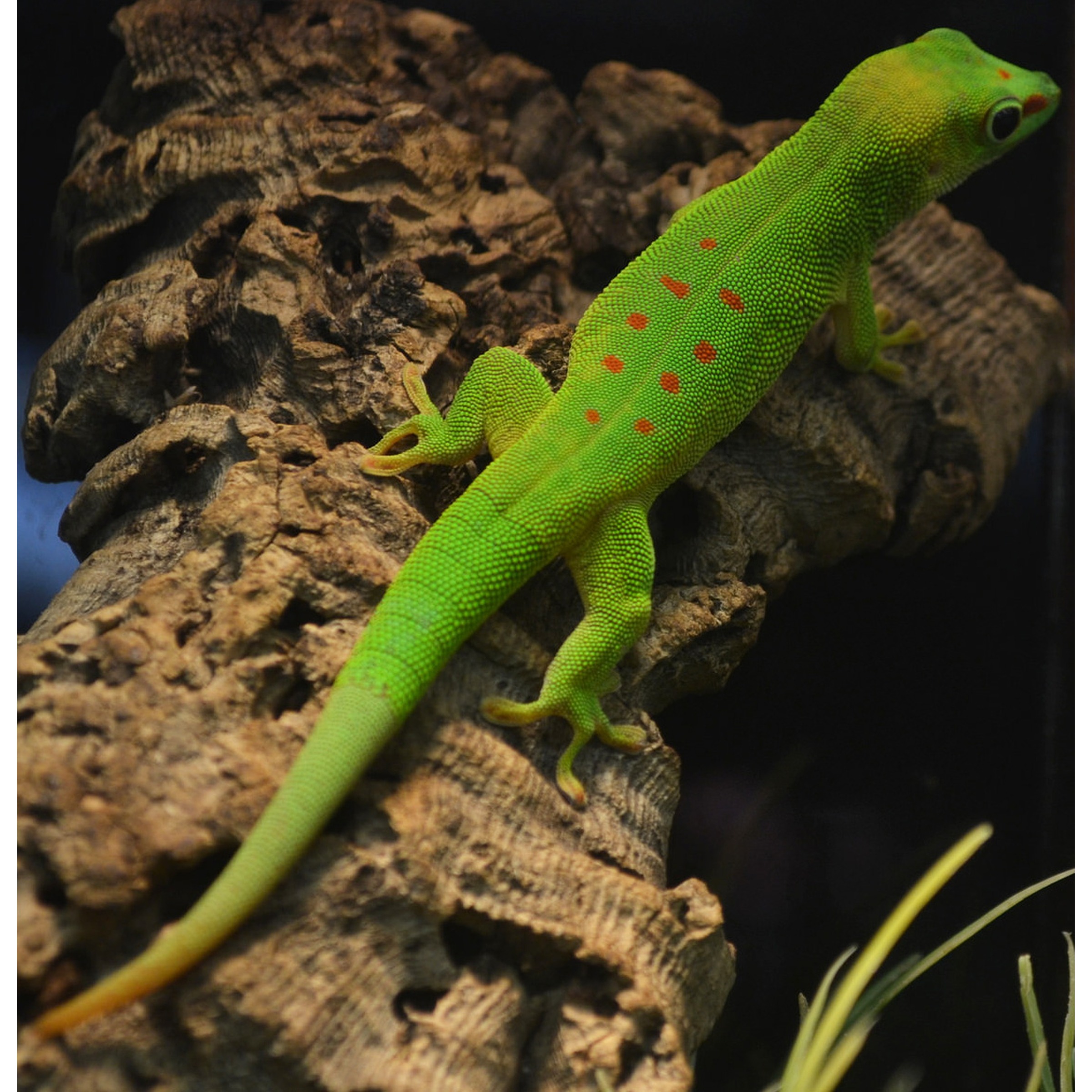 Bright green gecko with red spots clinging to a textured rocky surface.