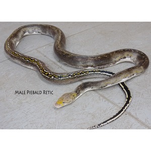 Male piebald reticulated python coiled on a gray textured floor with yellow, black, and white markings along its body.