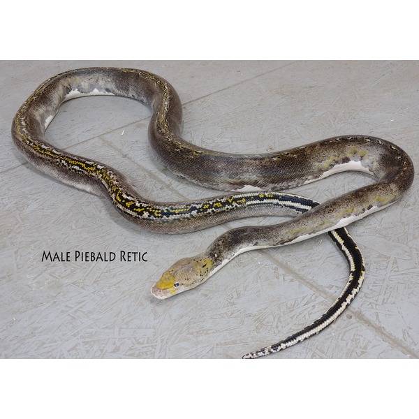 Male piebald reticulated python coiled on a gray textured floor with yellow, black, and white markings along its body.