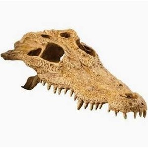 Crocodile skull with hollow eye sockets and sharp teeth on a white background.