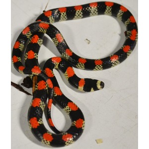 Small black snake with red-orange bands and pale yellow segments, coiled on a light surface.