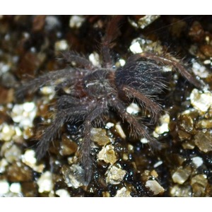 Close-up of a dark, hairy spider with long legs crawling on gravel.