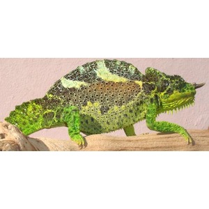 Green chameleon with textured, bumpy skin and yellow patches on a wooden surface.