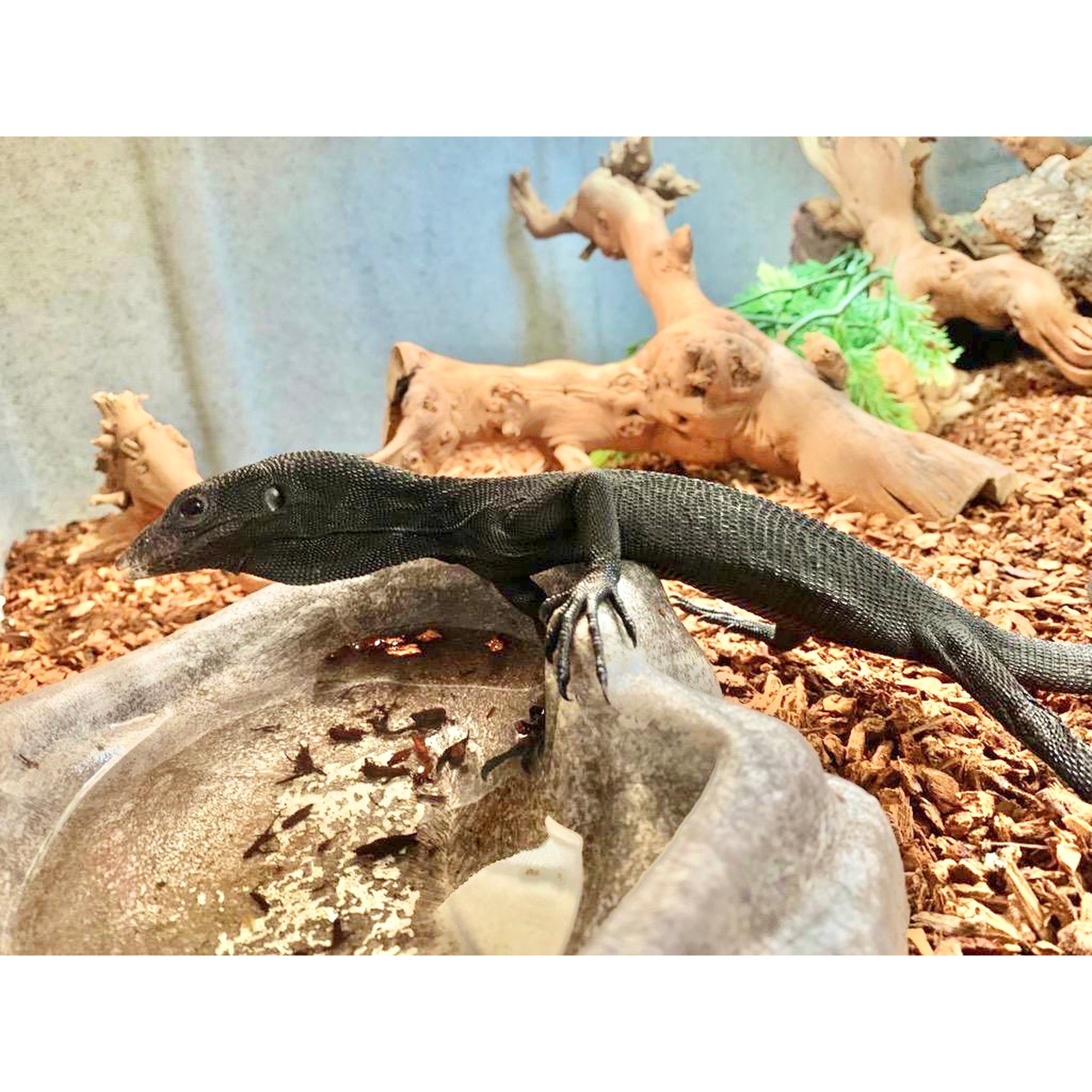 Black monitor lizard resting on a rock in a wood-chip enclosure with twisted driftwood.