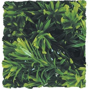 Dense, glossy green evergreen shrub leaves close-up.