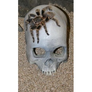Tarantula atop a gray skull on sandy ground.