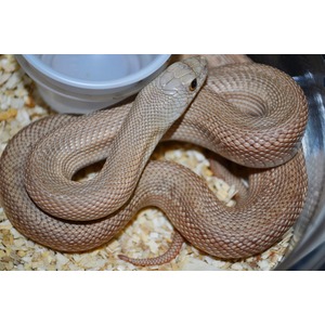 Coiled pale brown snake with orange eye in a enclosure on wood shavings near a water dish.
