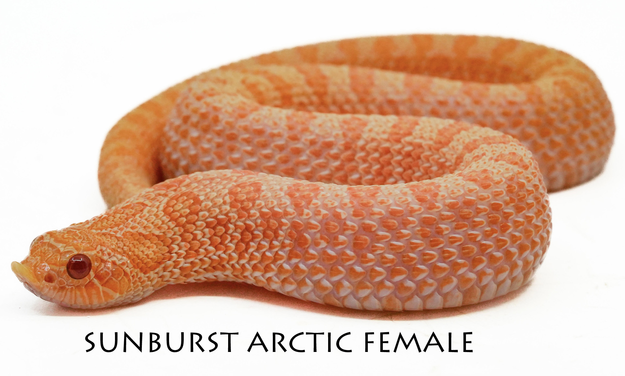 Baby Female Arctic Sunburst Western Hognose Snakes | LLLReptile