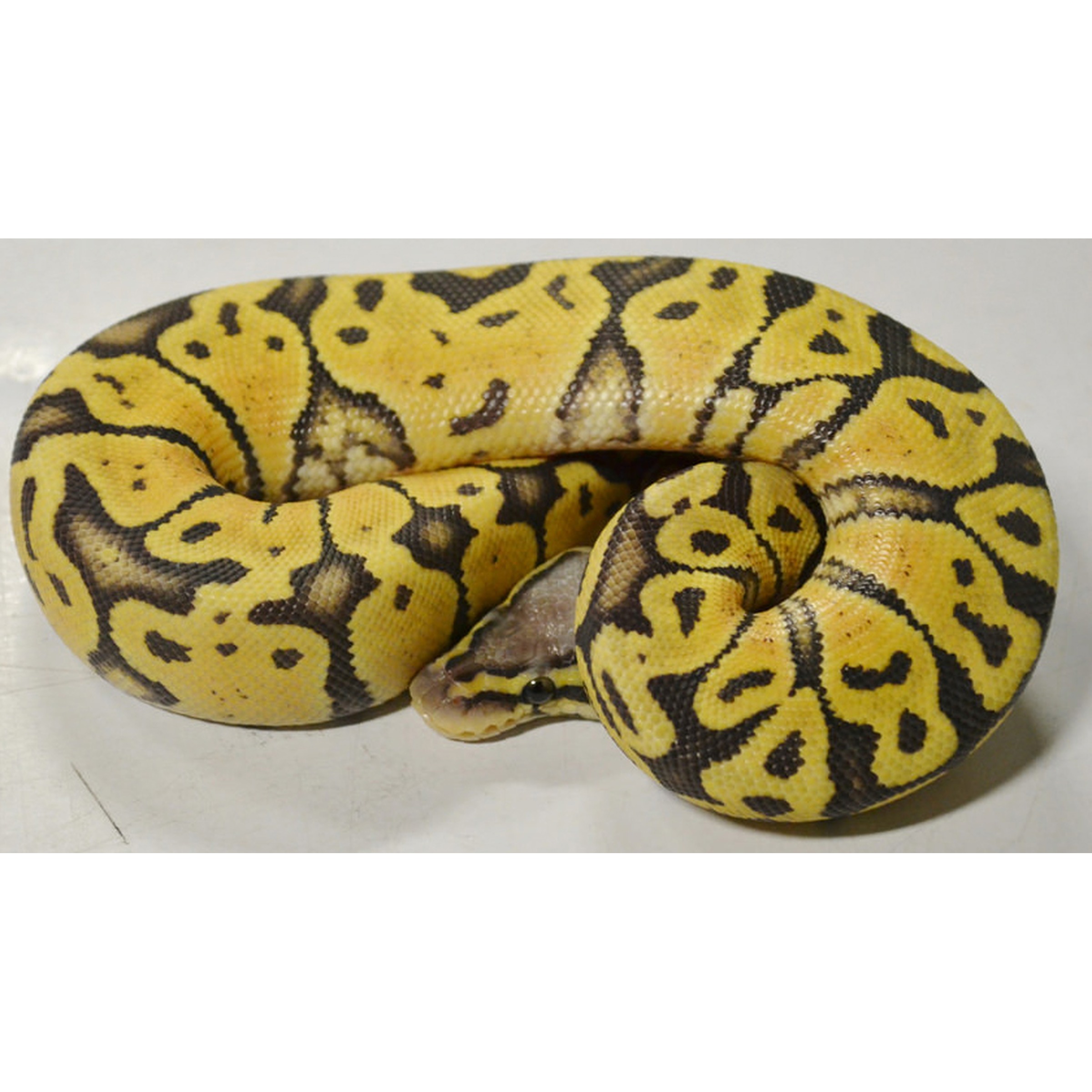 Baby Congo Pastel Ball Pythons | LLLReptile