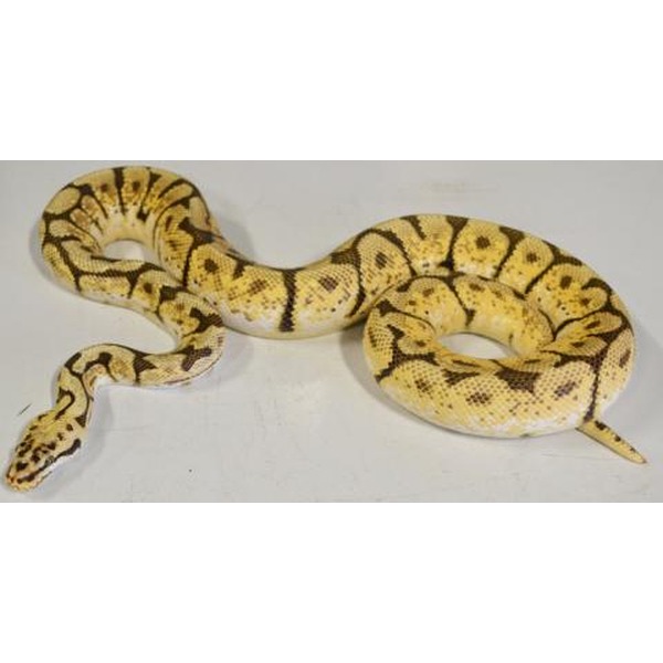 Yellow and brown ball python coiled on a white background.