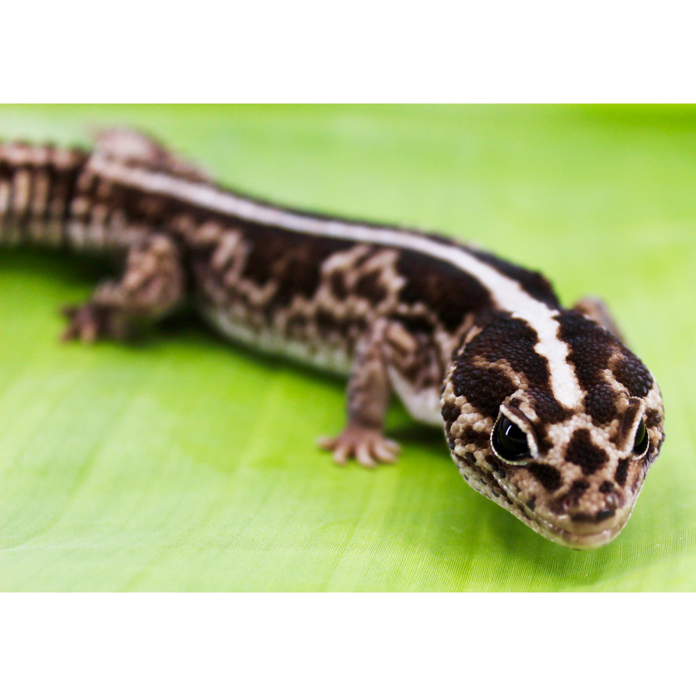 Close-up of a leopard gecko with brown and white markings on a bright green leaf.