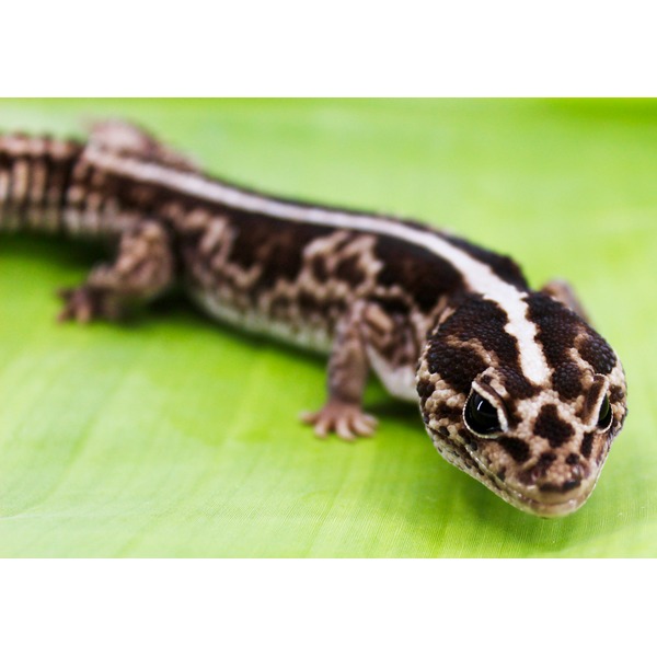Close-up of a leopard gecko with brown and white markings on a bright green leaf.